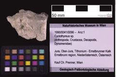 Foto (Objekt + Etiketten) von Cyclothyreus sp. (NHMW-GEO-1990-0041-0096)